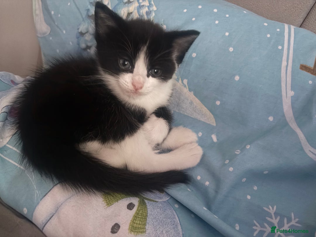 Ragdoll cats for sale:  Ragdoll X Kittens  - Advert 21