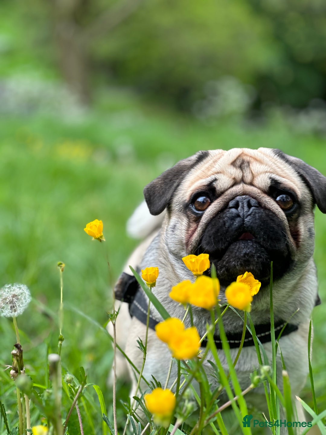 Pug dogs for sale: Handsome pug!  - Image 5