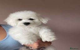 Bichon Frise dogs for sale: Bichon Frise Puppies  - Image 16