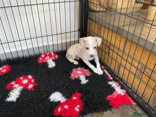 Italian Greyhound dogs Gorgeous Italian greyhound puppies - Advert 18