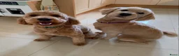 Australian Labradoodle dogs for sale: Australian double doodle puppies expected  - Advert 6