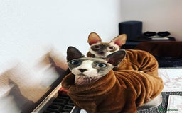 Cornish Rex cats for sale: Kira and Sushi - Image 4