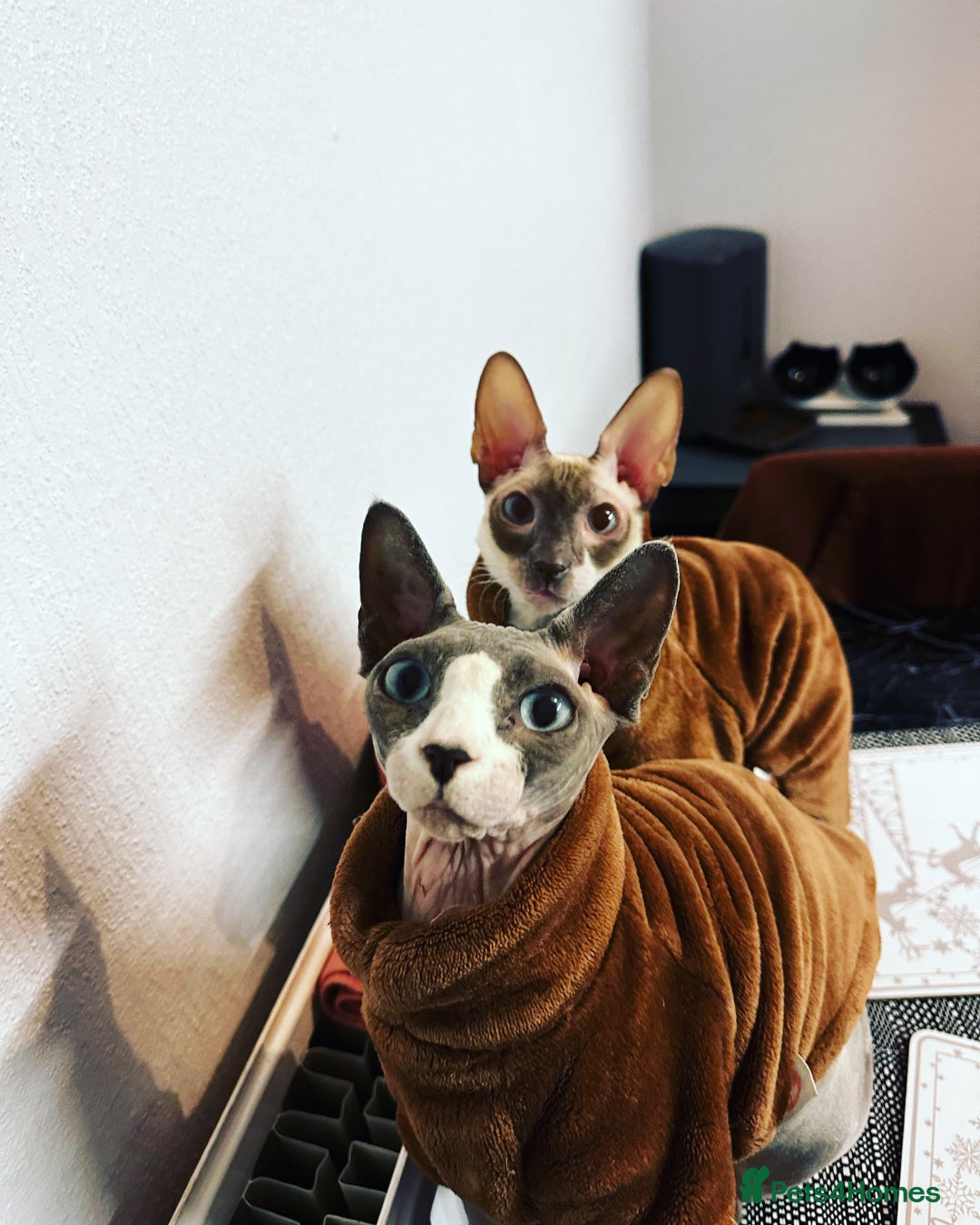 Cornish Rex cats for sale: Kira and Sushi - Image 4