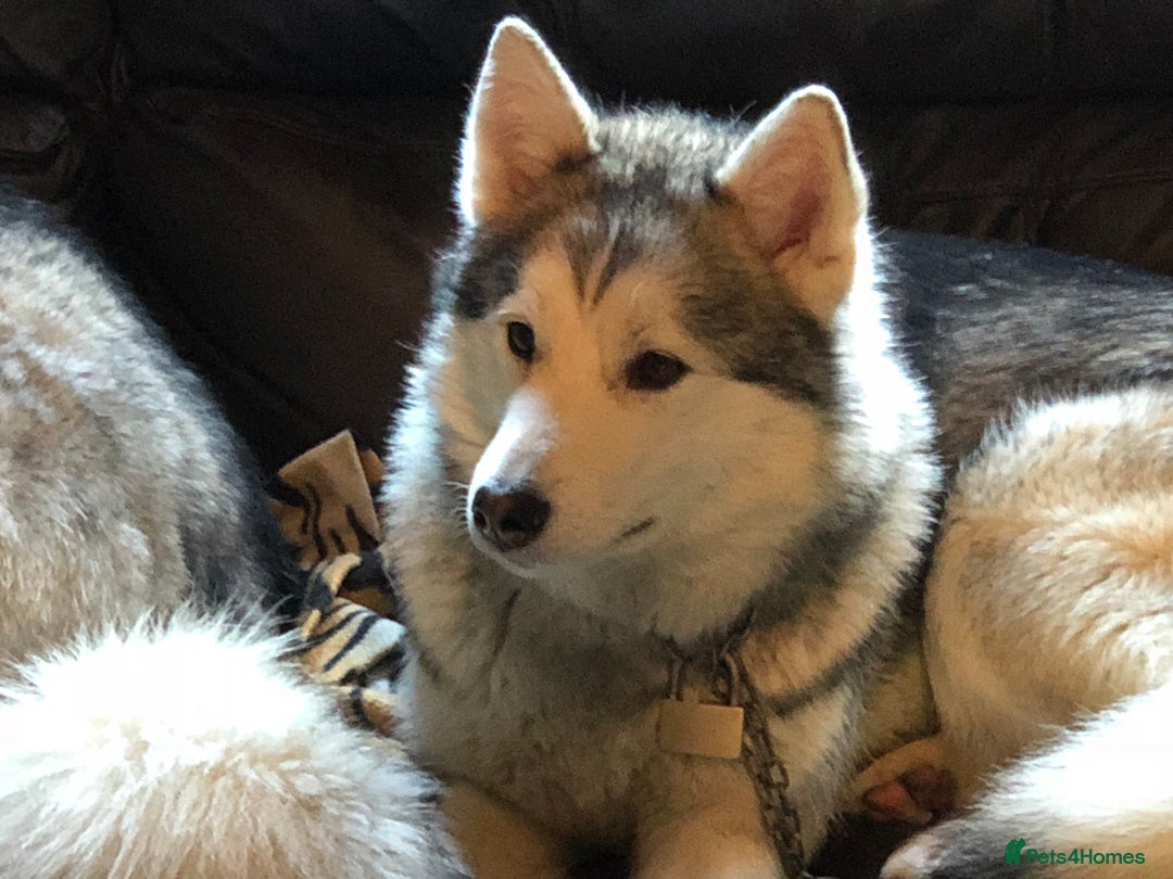 Siberian Husky dogs for sale: Rehome Femail Siberian Husky - Image 2