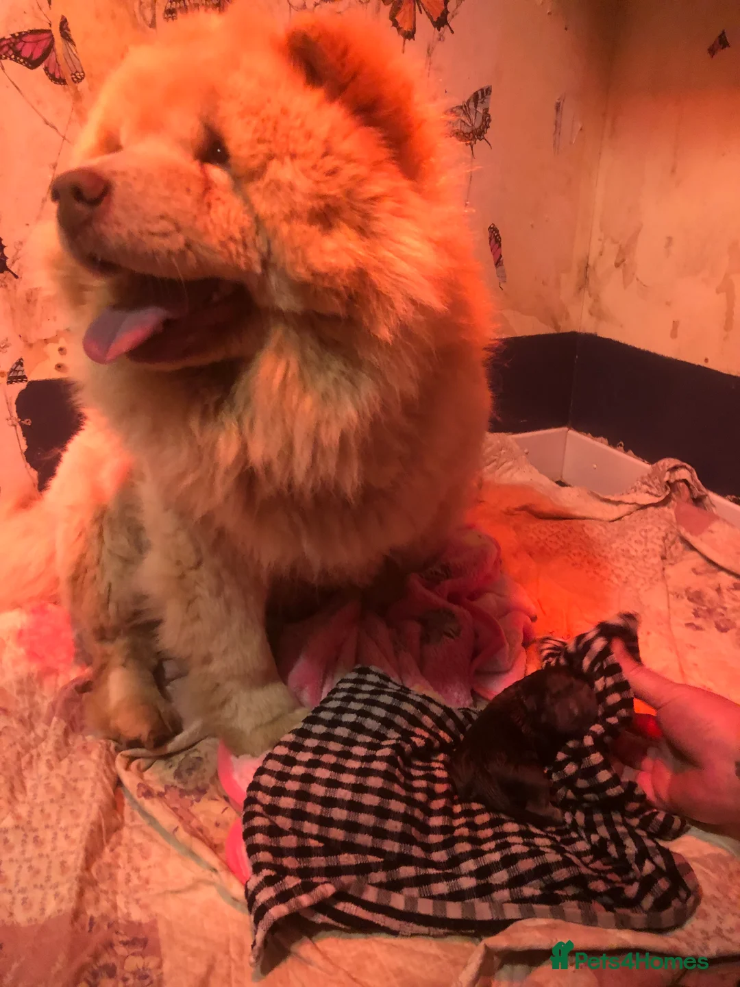 Chow Chow dogs for sale: Stunning chow chow puppies - Advert 5
