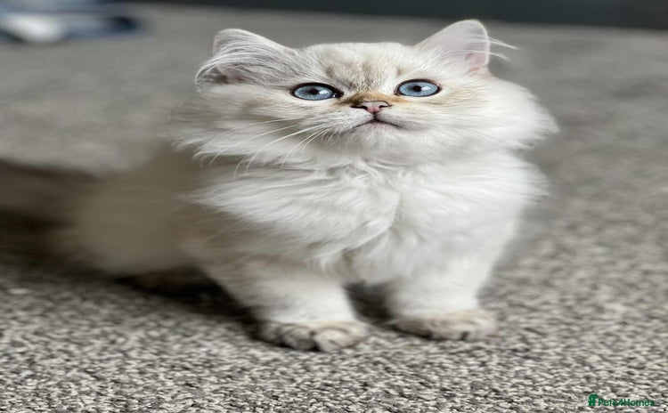 British Shorthair cats - Advert 2
