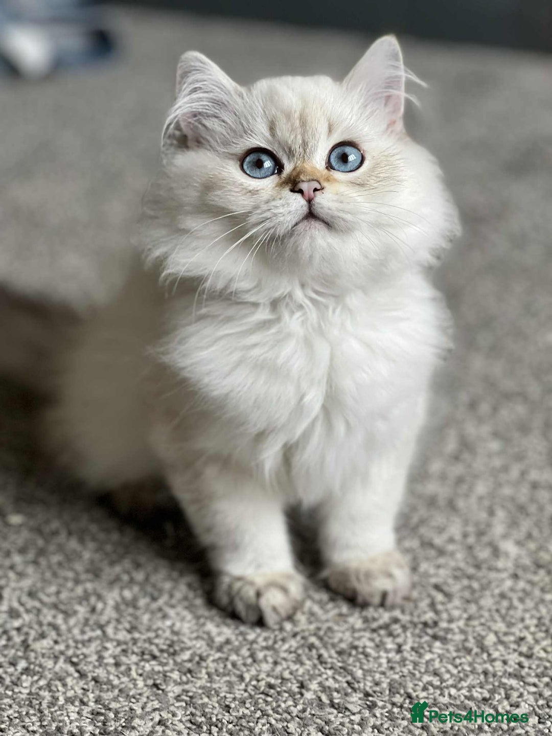 British Shorthair cats for sale: BSH TICA Girls for sale - Image 13