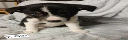 Border Collie dogs for sale: Outstanding Tri-Colour Border Collie Puppies - Advert 18