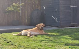 Labrador Retriever dogs for stud: Amazing Yellow Boy - Image 10