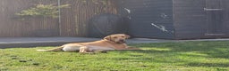 Labrador Retriever dogs for stud: Amazing Yellow Boy - Advert 10