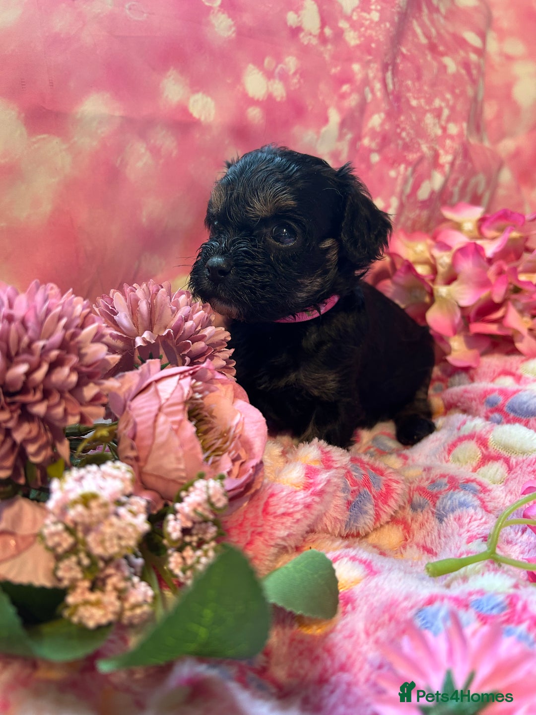 Cavapoo dogs for sale: F1 Cavapoo puppies 🐶  - Advert 10