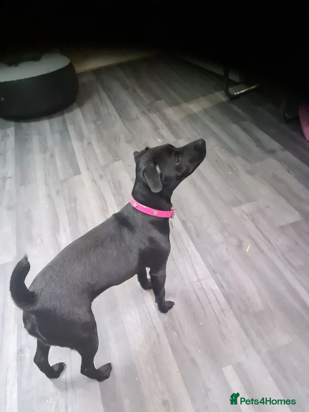 Patterdale Terrier dogs for sale: Beautiful chocolate Paterdale Terrier 4 months old in Stevenage - Advert 7