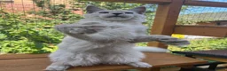 Maine Coon cats for sale: Stunning TICA boy black silver shaded Maine Coon  - Advert 3