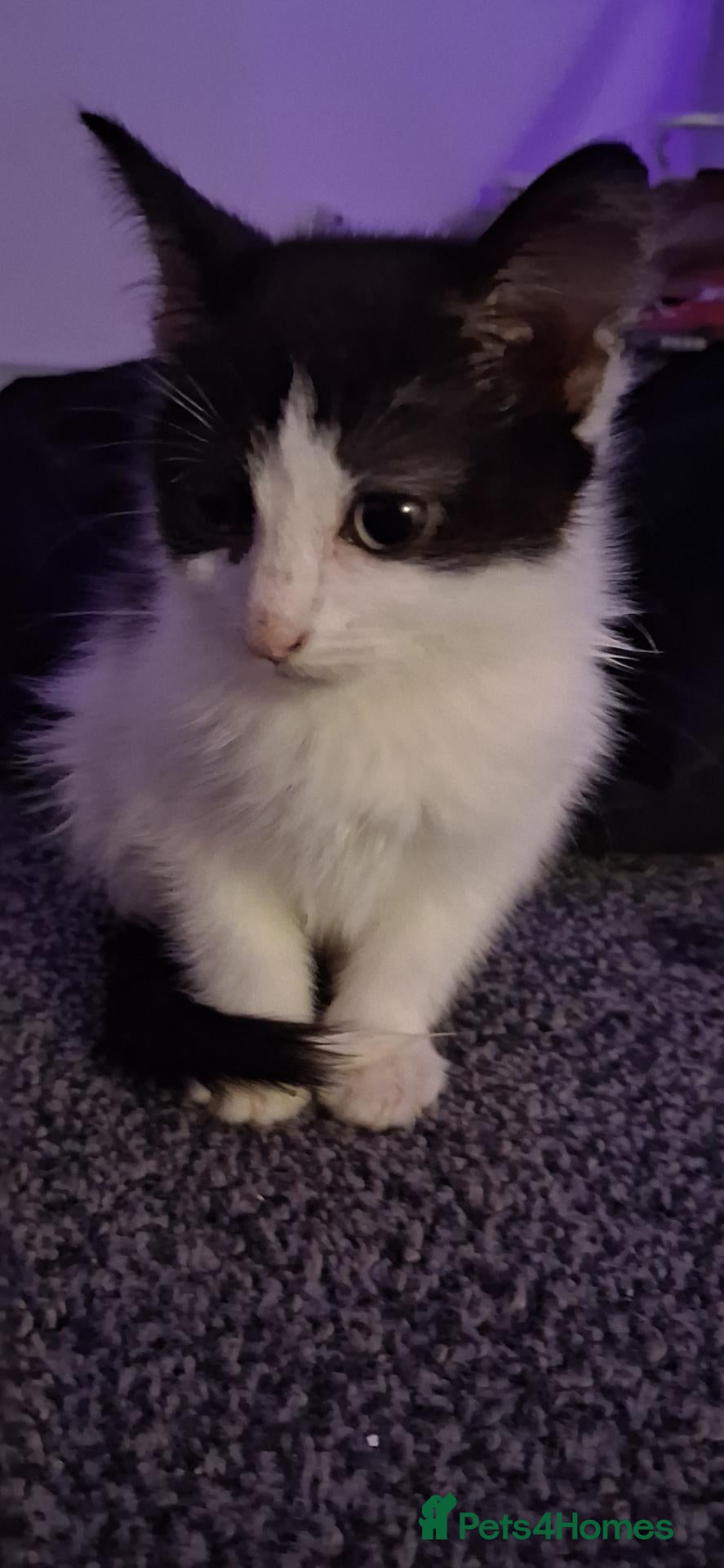 British Shorthair cats for sale: 9 week old girl kitten  - Advert 4
