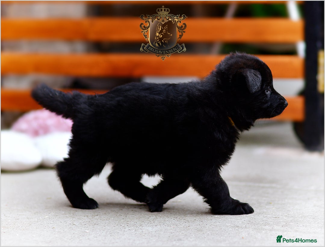 German Shepherd dogs for sale: BLACK LONGHAIRED GSD PUPPIES KC REGISTERED in Manchester - Image 4