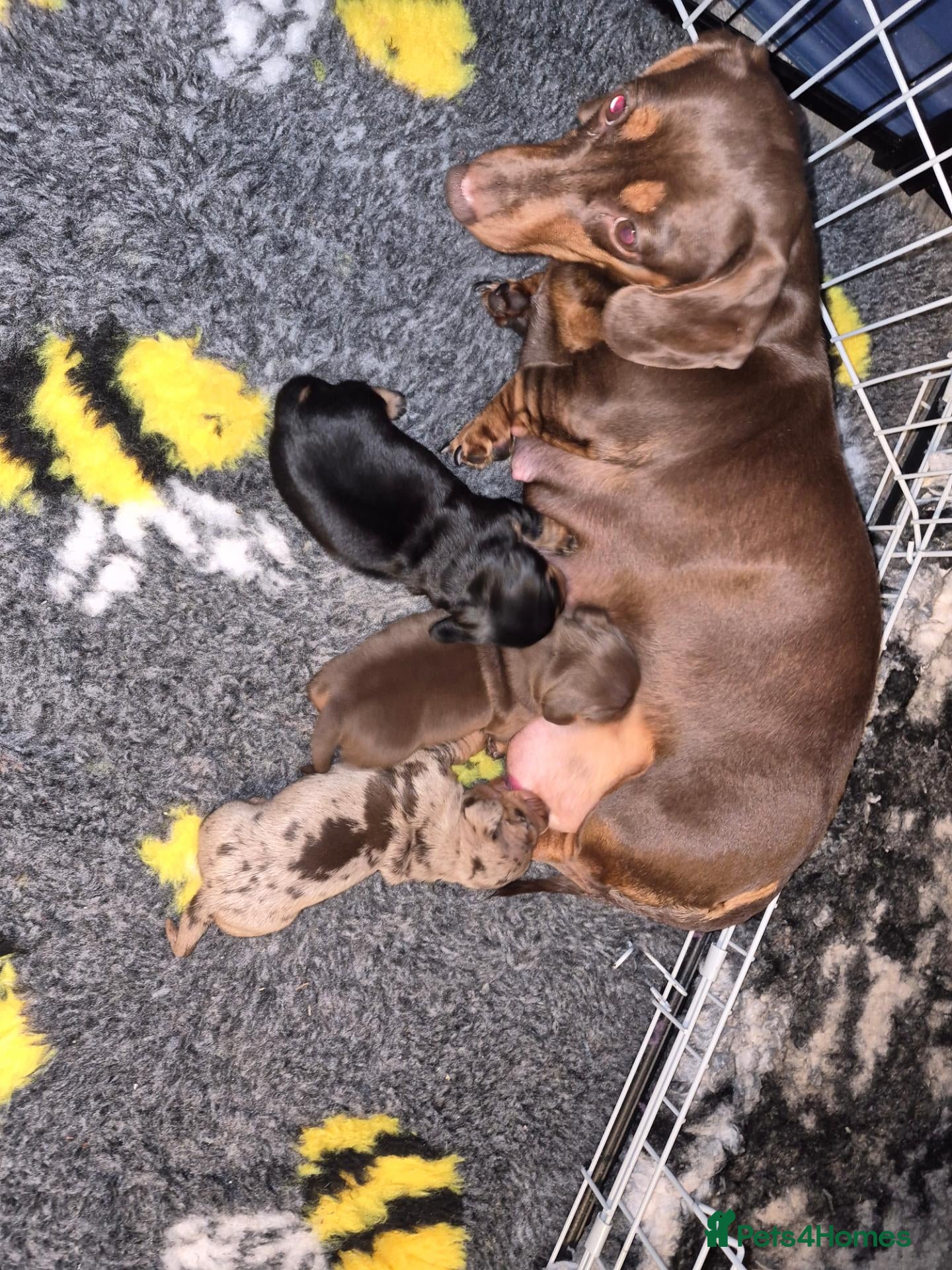 Miniature Dachshund dogs for sale: Miniature daschund puppies - Advert 3