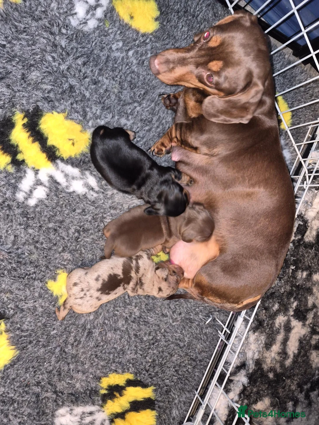 Miniature Dachshund dogs for sale: Miniature daschund puppies in Faversham - Advert 1