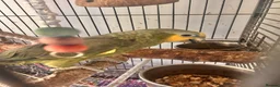 Parrots birds for sale: orange wing amazon and cage  - Advert 3