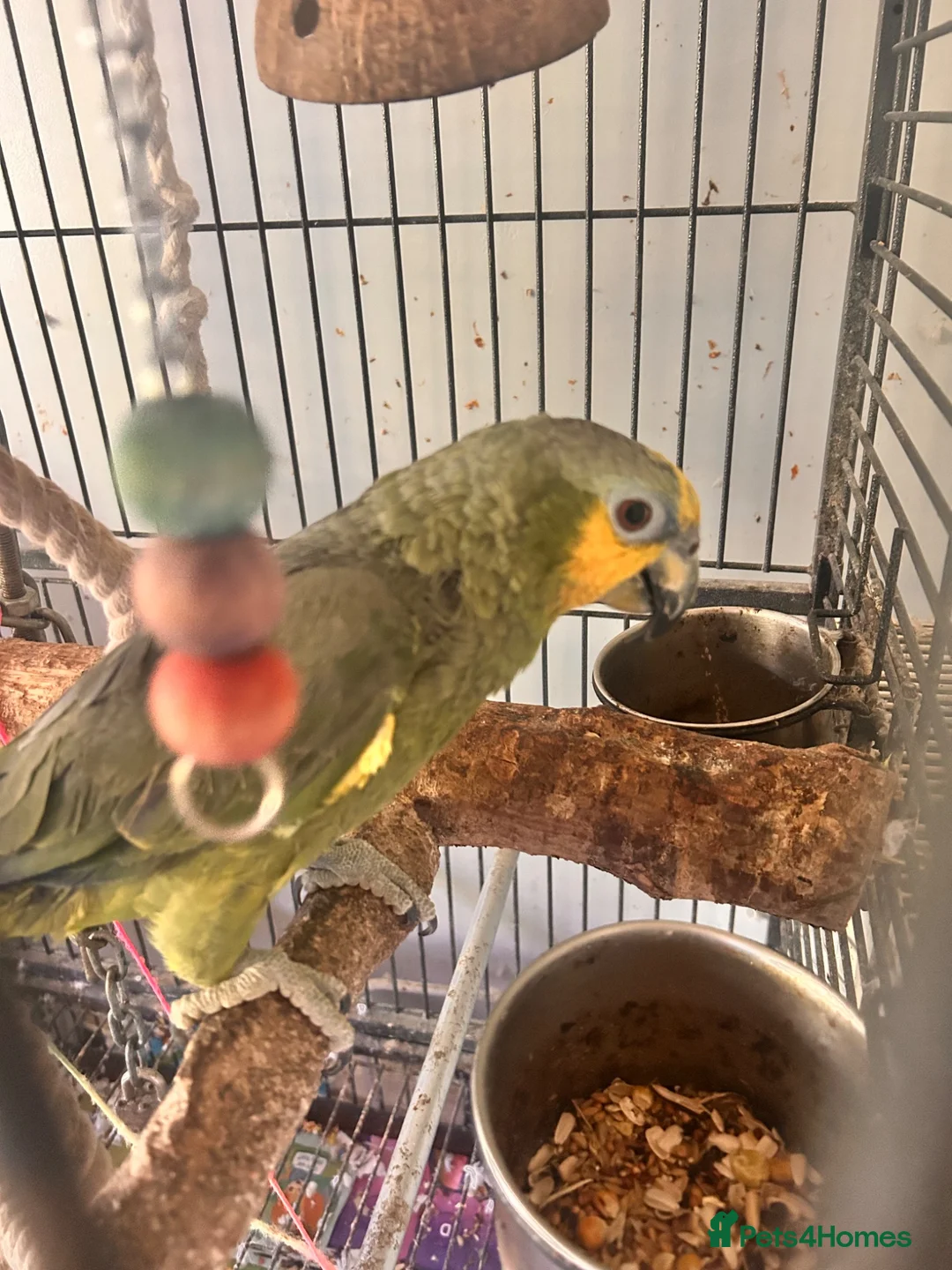Parrots birds for sale: orange wing amazon and cage  - Advert 3