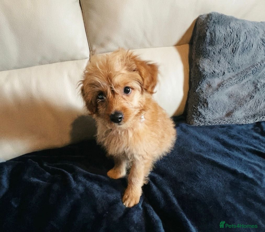 Cockapoo dogs for sale: Cockapoo puppy male  - Advert 2