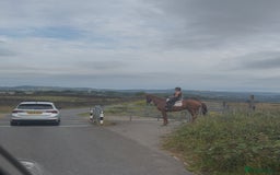 Irish Thoroughbred horses for sale: Outstanding 16.2 , 6 yr old tb gelding  - Image 10