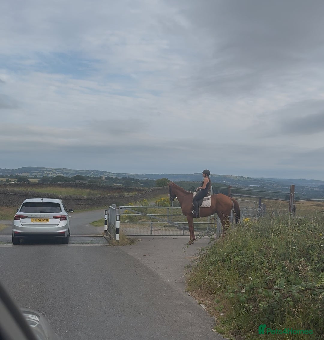 Irish Thoroughbred horses for sale: Outstanding 16.2 , 6 yr old tb gelding  - Image 10