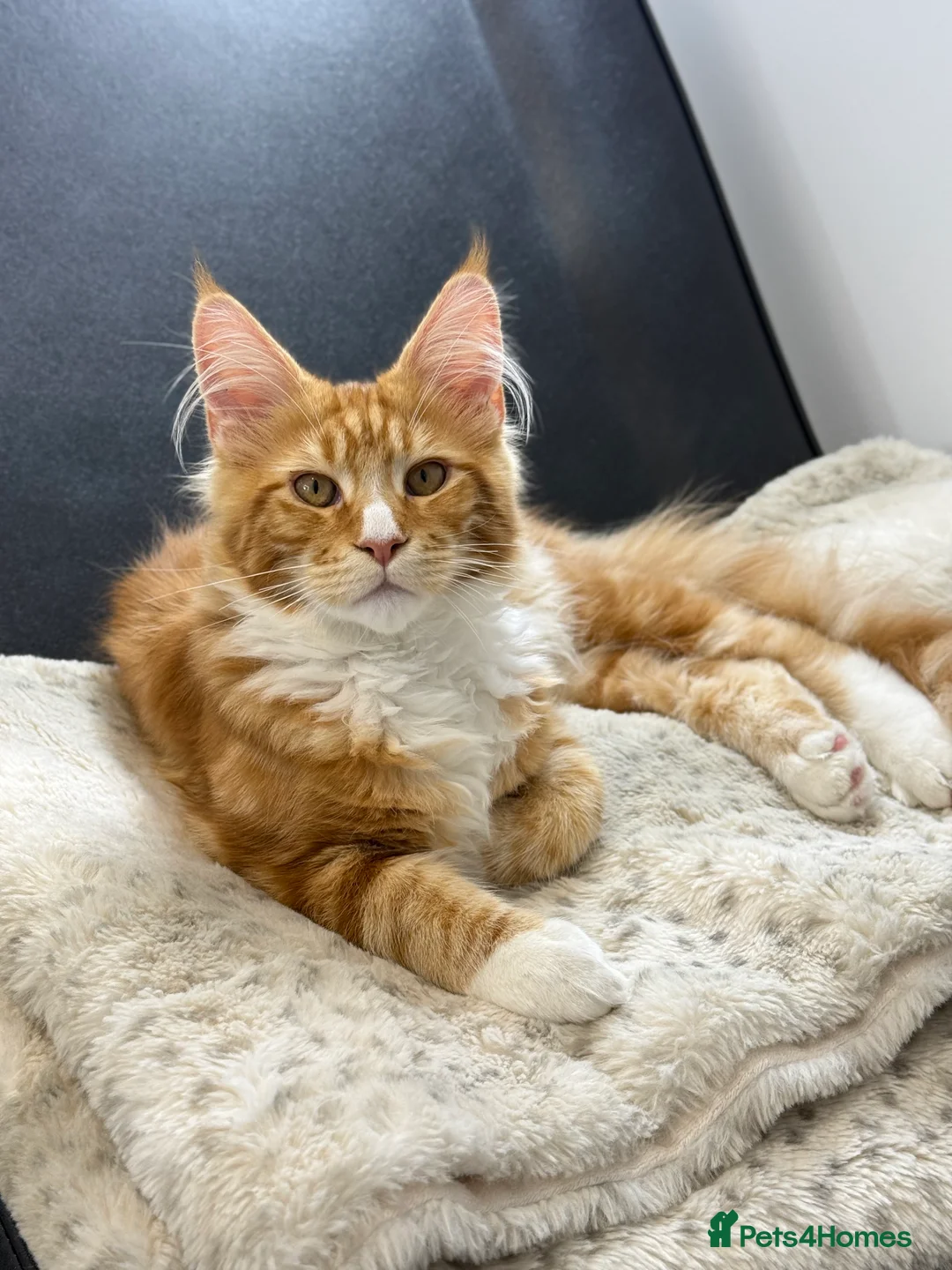 Maine Coon cats for sale: Maine coon ginger boy - Advert 2