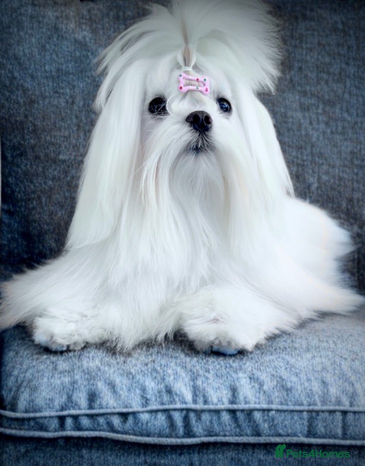 Maltese dogs Beautiful pure Korean Maltese puppies  - Advert 2