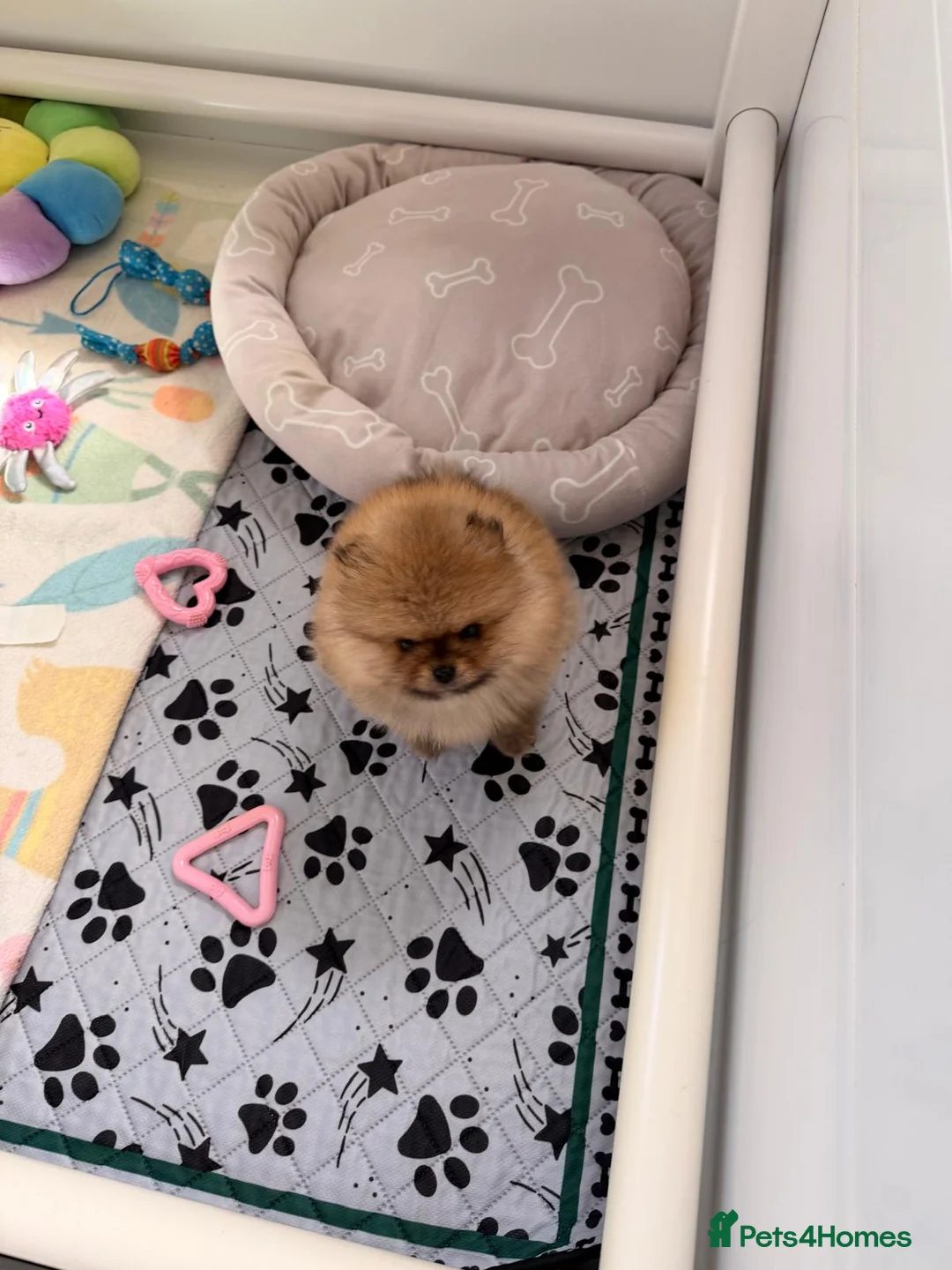 Pomeranian dogs for sale: Outstanding boy with 40+ champions 🏆 in lines!  in Burgess Hill - Advert 7