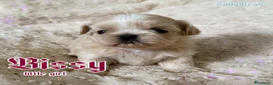 Bissy Unavailable 