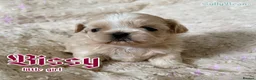 Shih Tzu dogs for sale: Absolutely Gorgeous Shih tzu pups. 3 boys - Advert 3