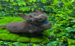 Egyptian Mau cats for sale: Smoke Egyptian MAU x Bengal spotted&marble kittens - Image 5