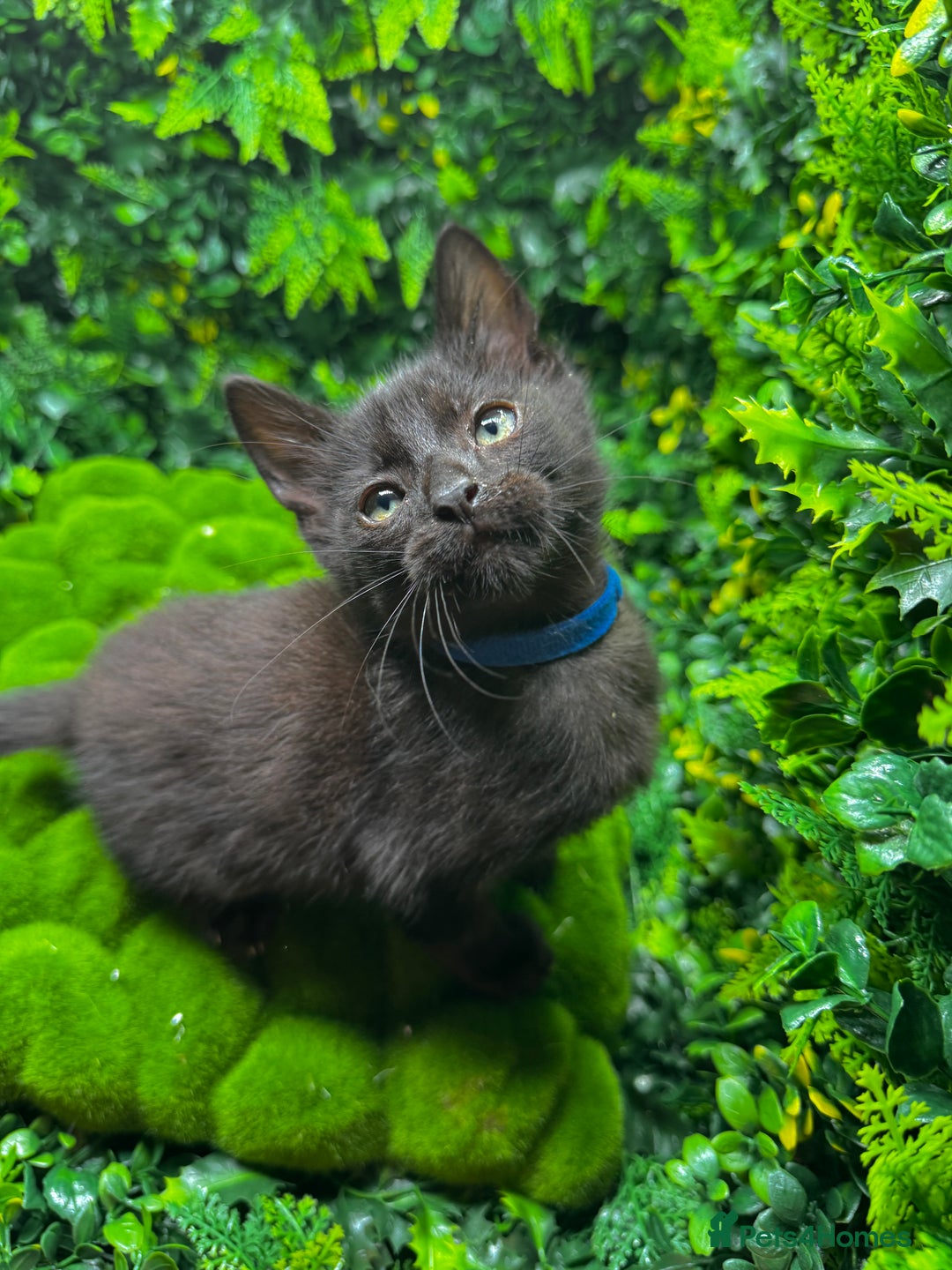 Egyptian Mau cats for sale: Smoke Egyptian MAU x Bengal spotted&marble kittens - Image 5