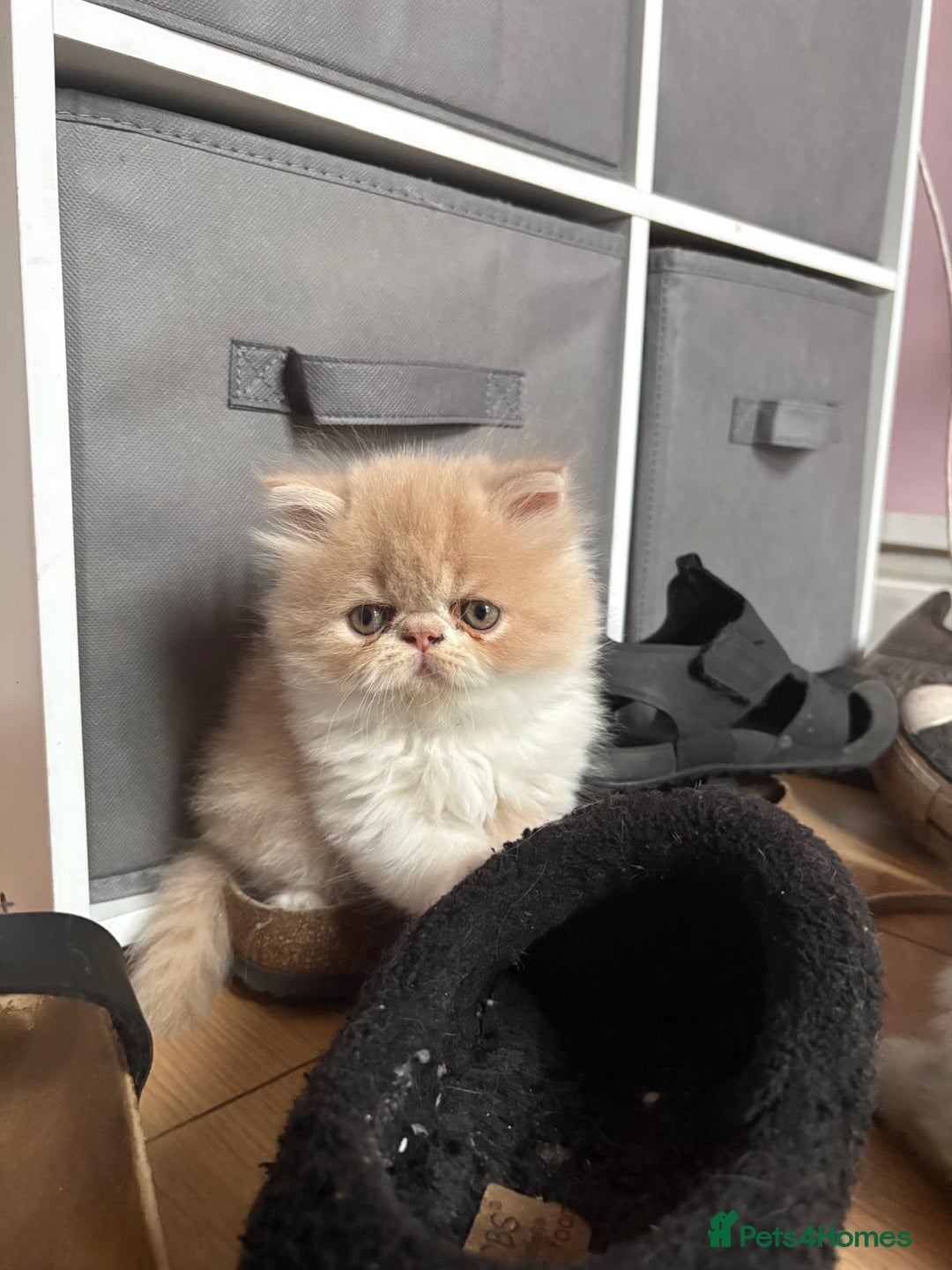 Persian cats for sale: Stunning Persian kittens  - Image 12