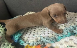 Dachshund dogs for sale: Miniature dachshund puppies  - Image 13