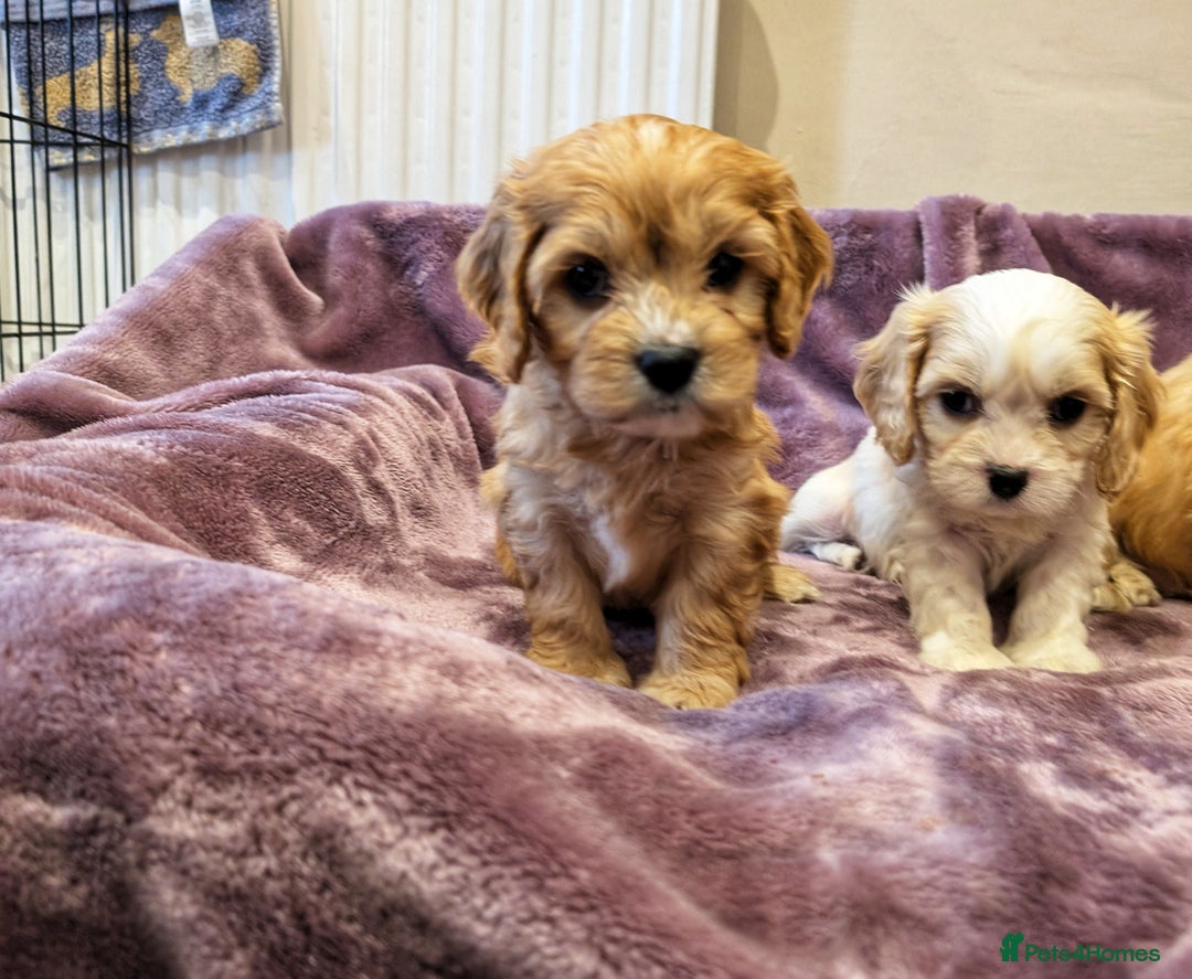 Cavachon dogs for sale: 8 Beautiful Cavachons💙💙💙🩷🩷🩷🩷🩷 - Image 2