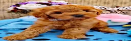 Cavapoo dogs for stud: F1B Cavapoo Stud Dog🐾 - Advert 13