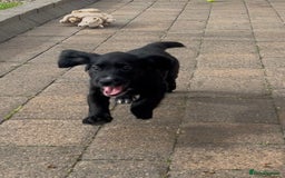 Cocker Spaniel dogs for sale: Working Cocker Spaniel pups in Houghton le Spring - Image 6