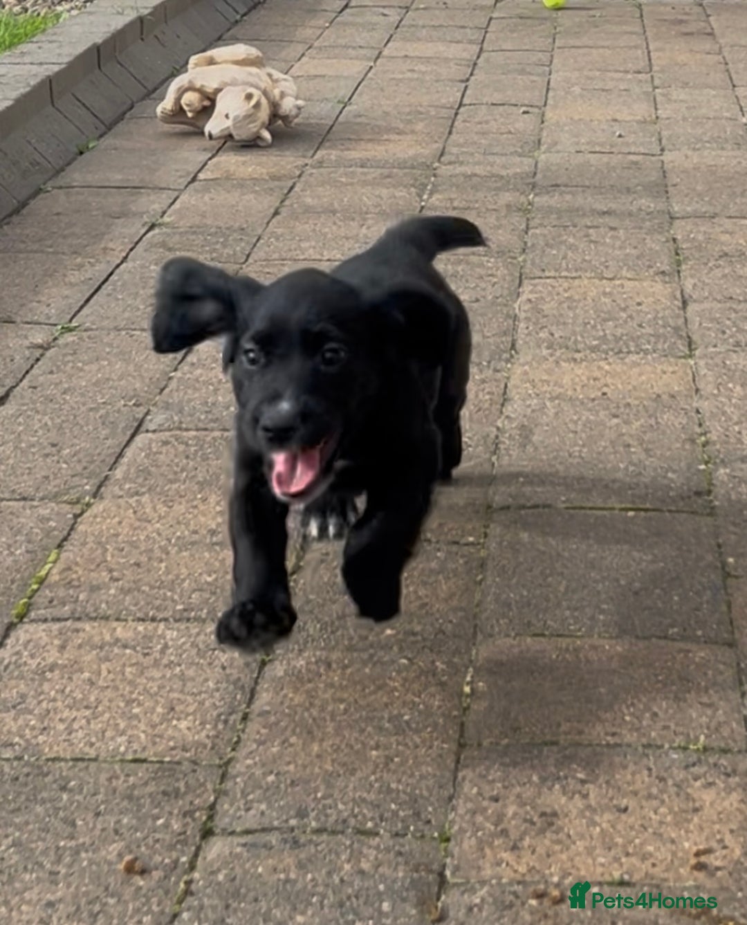 Cocker Spaniel dogs for sale: Working Cocker Spaniel pups in Houghton le Spring - Image 6