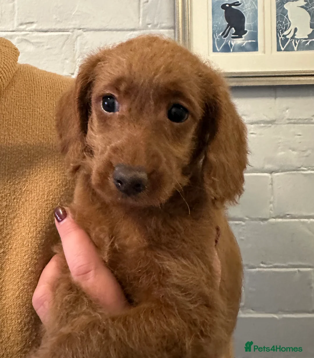 Labradoodle dogs for sale: Quality F1b Deep Red Miniature Labradoodles. - Advert 1