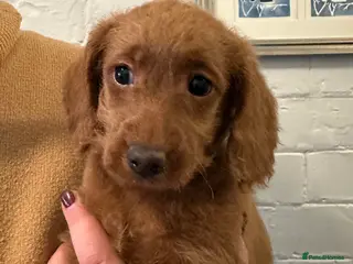 Labradoodle dogs Quality F1b Deep Red Miniature Labradoodles. - Advert 5