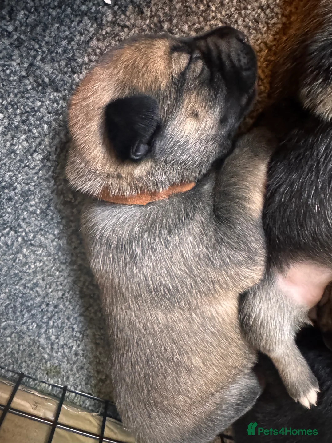 Mixed Breed dogs for sale: Staffy x belgian malinois  - Advert 13
