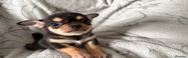 Chihuahua Puppy 3