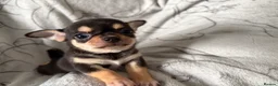 Chihuahua dogs for sale: Chihuahua Puppies  - Advert 8