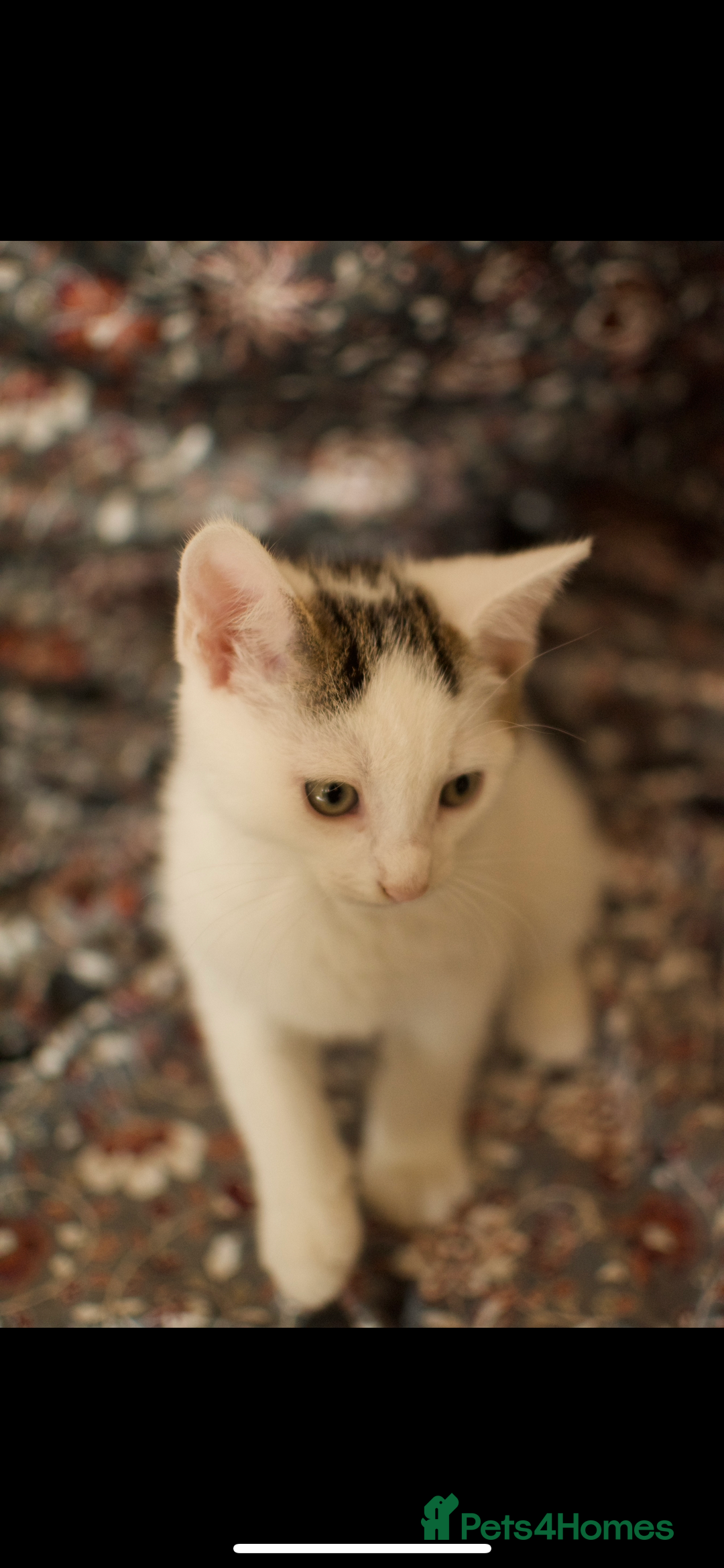Mixed Breed cats for sale: 4 Beautiful Kittens Ready For Their Forever Homes - Image 4
