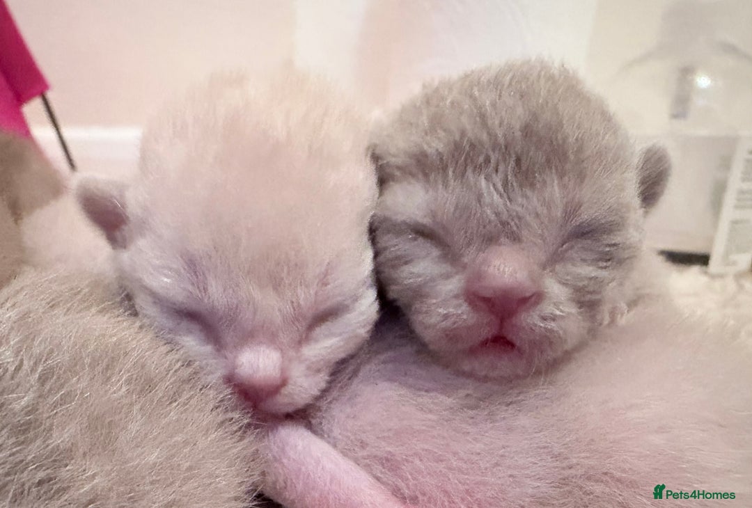 Burmese cats for sale: GCCF-Home raised-BurmeseKittens ready end February - Advert 5