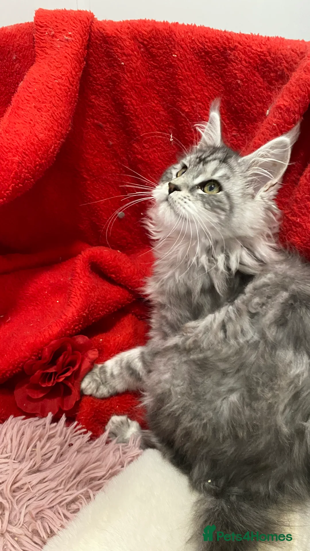 Maine Coon cats for sale: Pedigree Maine Coons - Advert 21
