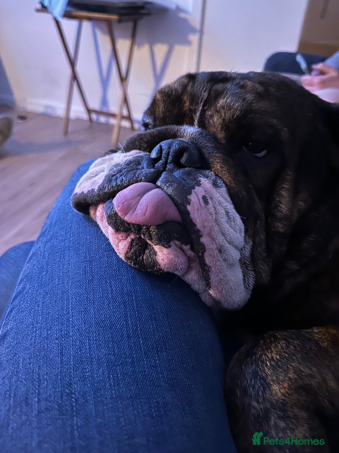 English Bulldog dogs for sale: Gorgeous 2 year old Bulldog  - Advert 4