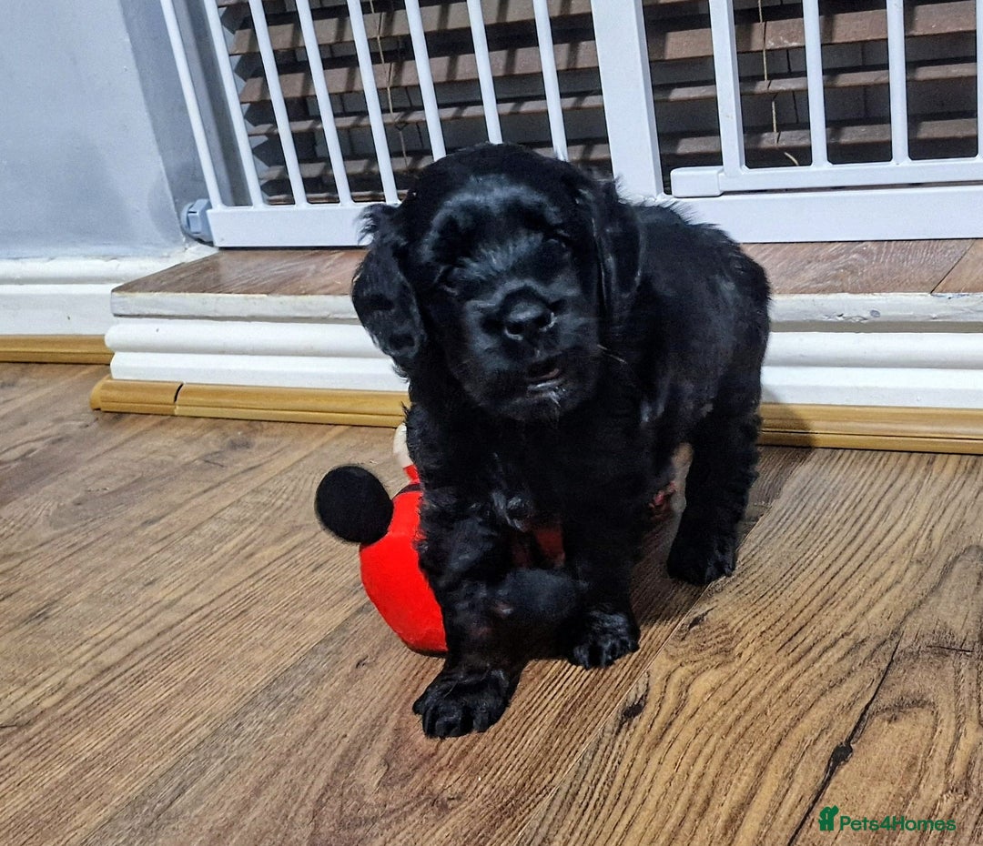 Goldendoodle dogs for sale: Miniature Goldendoodle pure black boy - Advert 5