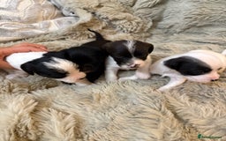 Jackapoo dogs for sale: Jackapoo - Advert 9